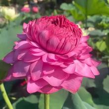 ذ^pɻNźBˮˮBļNֲl