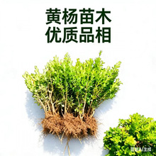 瓜子黄杨苗耐寒耐旱庭院别墅篱笆别墅小区绿化树苗灌木园林植物