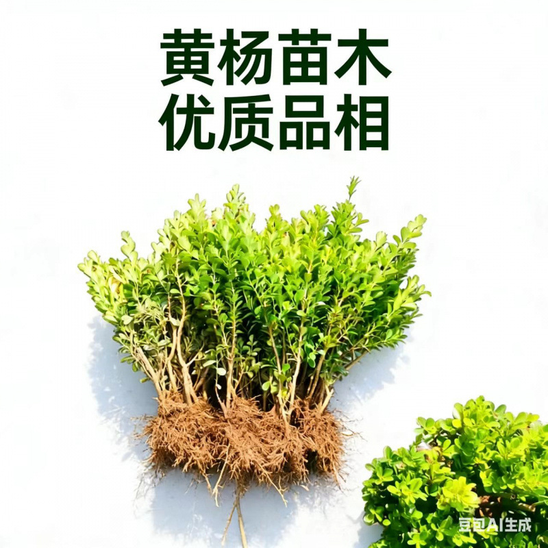 瓜子黄杨苗耐寒耐旱庭院别墅篱笆别墅小区绿化树苗灌木园林植物