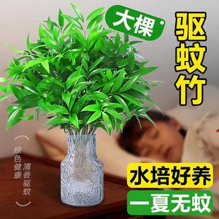 Mosquito Repellent Bamboo and Cypress Hydroponic Plants, Summer Wrinkle Removal Indoor Water-Grown Florals and Green Plants, Easy to Feed Desktop Small Potted Plants in All Seasons