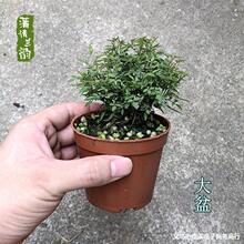 ���¼������¼�õ�� �k����΢���辰С���ԾGֲ����