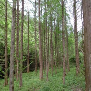 ˮɼ�������~����ɼ�tɼ����������ɼ�t���Ϸ������ʯ����ɼ