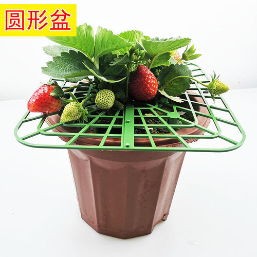 家庭种植草莓方形托盘架防落地盆栽水果绿植拼接防烂果园艺支撑架