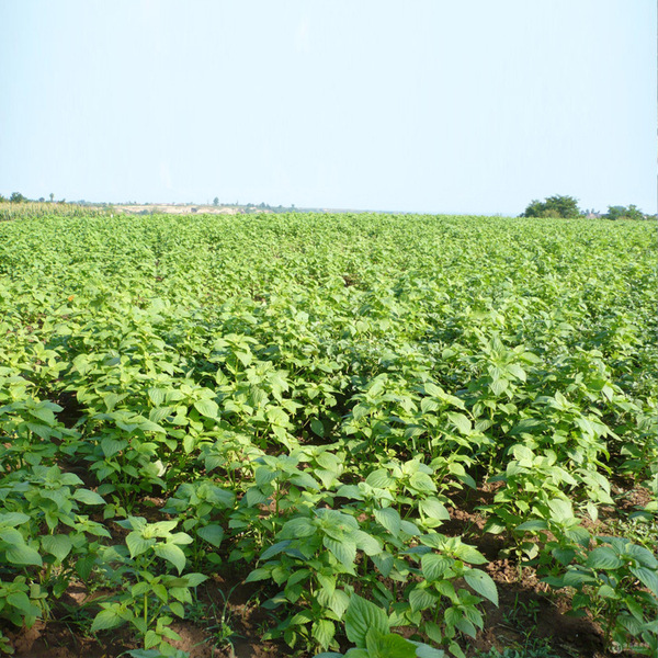 Guoguang manufacturers supply carrot seed oil unilateral essential…