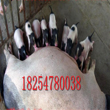 批發活體巴馬香豬一年的巴馬香豬出售北京黑豬出售養殖場直銷