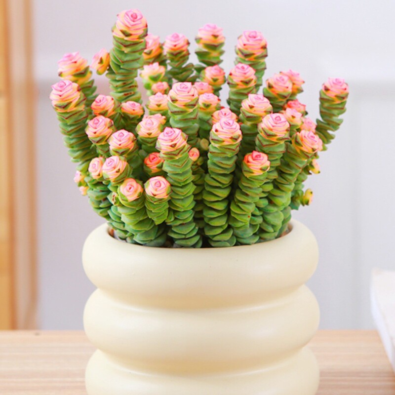 Succulent Potted Money Plant Desktop Easy-To-Care-For Potted Landscape Leaf Flower Hoshikitsuki Combination Balcony Cultivation