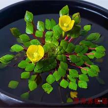 ˮ�ϟ����S����9.9���]��Σ���R��ˮ���㣩��Ƽ����ˮ�݃���