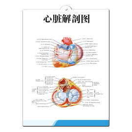 s供应pvc人体解破图 医学海报3D挂图 医学挂图