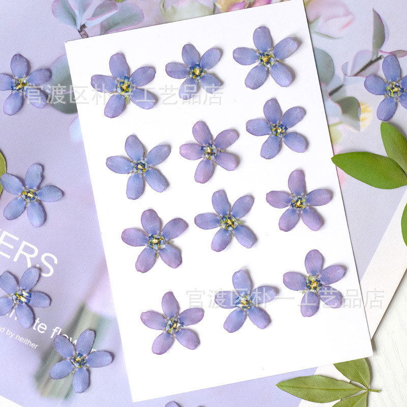 New Embossed Specimen Blue Star Flower Handmade Jewelry Material Dried Flower Bookmark Artistic Children's Crafts Sticker New Embossed Specimen Blue Star Flower Handmade Jewelry Material Dried Flower Bookmark Artistic Children's Crafts Sticker