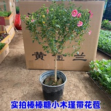 СľȰԻС̨ͥԺ ֲ͟΢ݮU