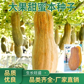 蔬菜种子