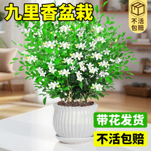 �����������Ϙ��䘶�������Gֲ�҃����̨������ֲ���ļ����B�辰