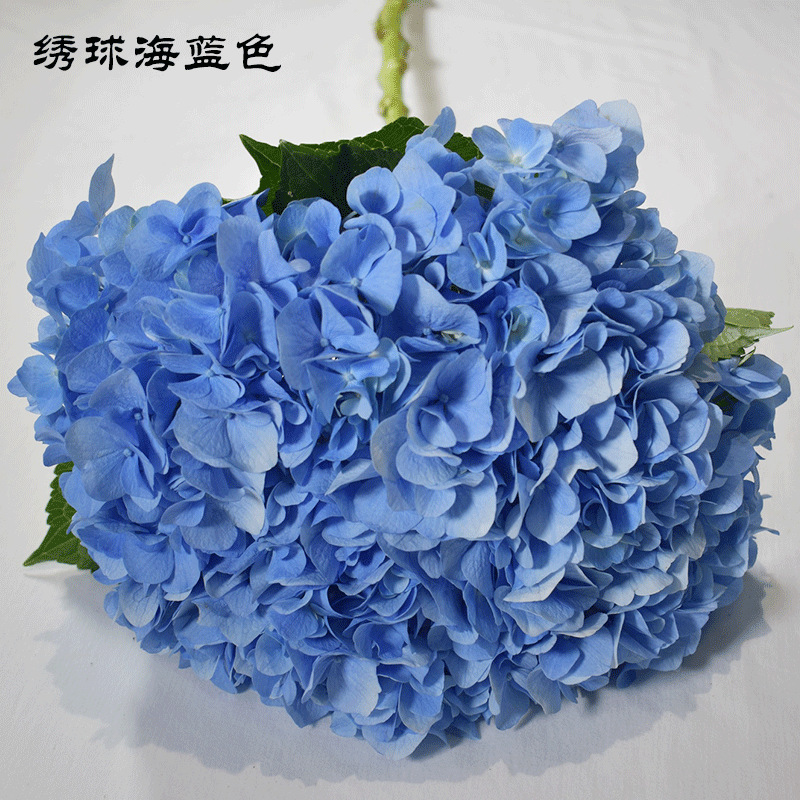 洋甘菊 田园清新居家装饰插花植物基地直销鲜切花重瓣洋甘菊 报价 阿里巴巴