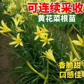 黄花菜根苗食用黄花菜种植苗四季蔬菜苗种植金针菜种苗忘忧草根种