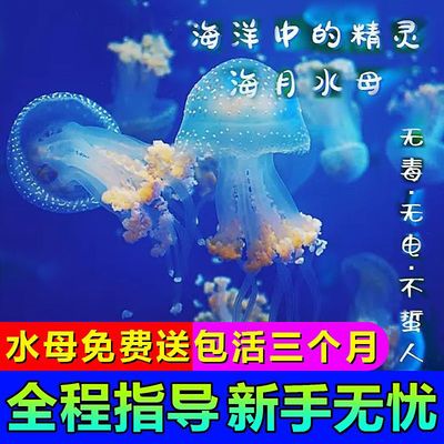 jellyfish living thing wholesale Living creatures Pets luminescence baby Night market Cheap Peach blossom Yolk On behalf of