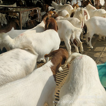 ُ�I���w����ɽ��ĸ��С��������� ��ָ�� ��ɽ�����L����