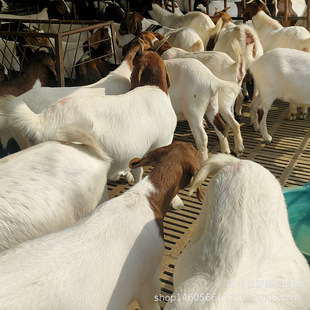 ُ�I���w����ɽ��ĸ��С��������� ��ָ�� ��ɽ�����L����