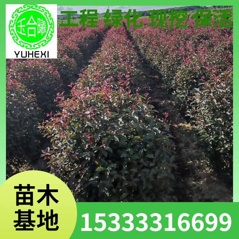 Красный лист и шарик слив, двуцветковая сливка, северо-восточные морозостойкие цветные листовые саженцы, саженцы для зеленения сада и живописных мест.