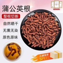 蒲公英根茶东北土特产鲜婆婆丁大段散装500克莆公英根药材