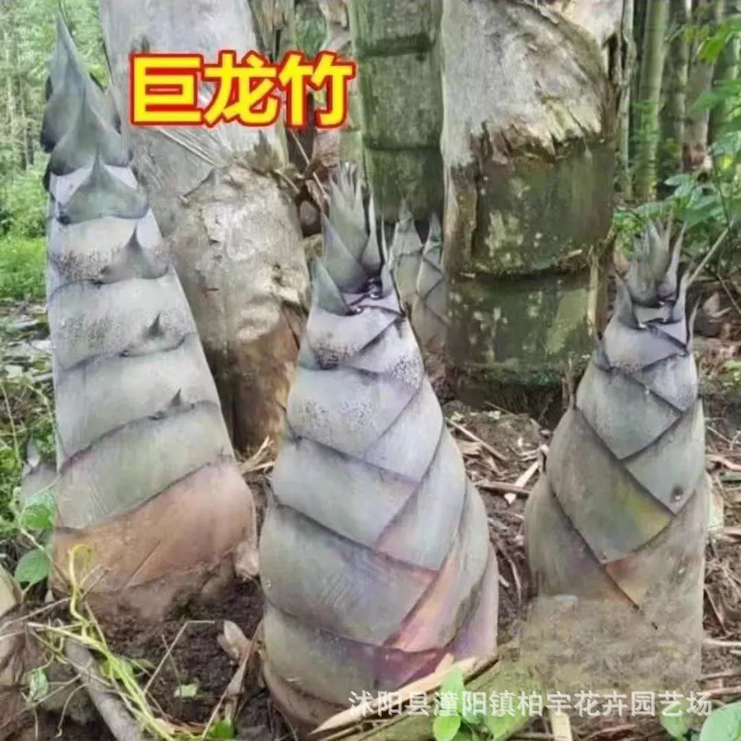 Семена Phyllostachys pubescens большие семена бамбука Золотые семена бамбука фиолетовые семена бамбука зеленый бамбук Легко расти