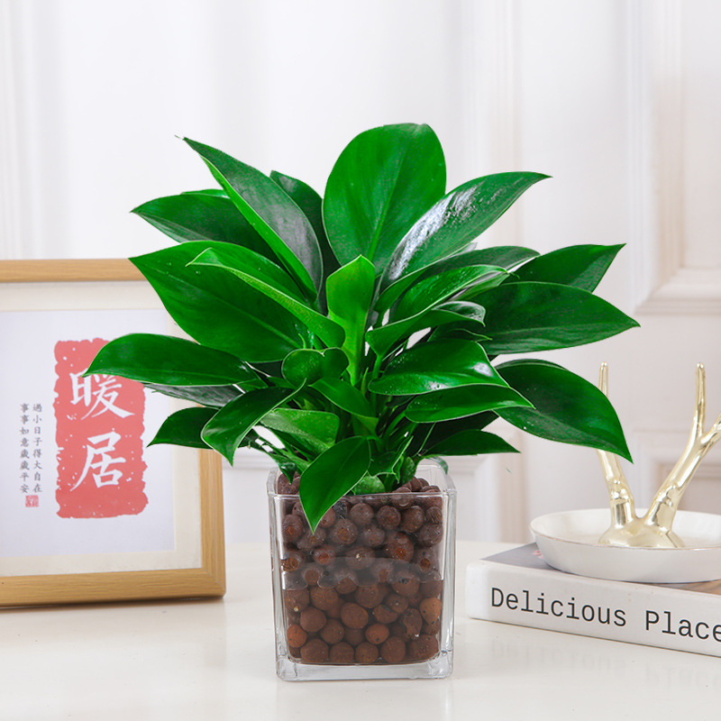 [수경재배모델] 골든다이아몬드 25cm 3그루(사각형 실린더+세람사이트) + 영양액