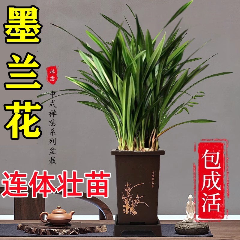 墨兰兰花苗盆栽带花苞发货精品名贵花卉绿植物室内四季好养活企黑