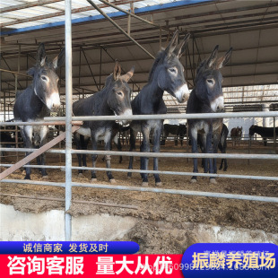 С�H�x�r��ë�H�Bֳһ���������� ���^�HС�H�x�Bֳ