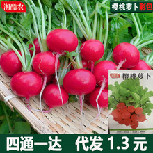 �����}���N�Ӵ�ȫˮ����������}�������ļ��N���̨�����߲˷N��