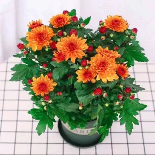 带花发货进口菊花苗耐寒易活四季开花盆栽室内外阳台绿植