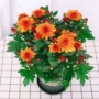 四季室内外开花盆栽菊花苗