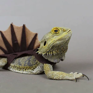 Amazon New Lizard Chameleon Transferm