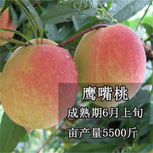 ��������޽ӵ������Ә����ϱ����Nֲ����Y���ش�ˮ���������