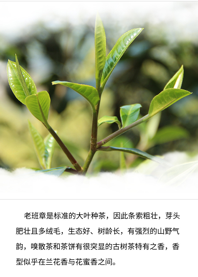 老班章【珍藏版】生茶_详情_04.jpg