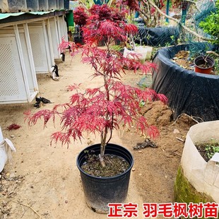 ��ë������ͥԺ�G���L����t����ë�����辰�޽����Դ��ͼt��ë��