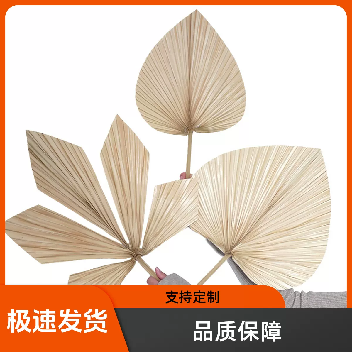 亚马逊跨境原色本白棕榈叶枫叶婚礼装饰云南批发蒲扇干花Palm