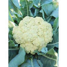 ̨���๣�ɻ��˷N�ӷN�������߲˻��˲˻������ļ��Ϸ�������ɢ��