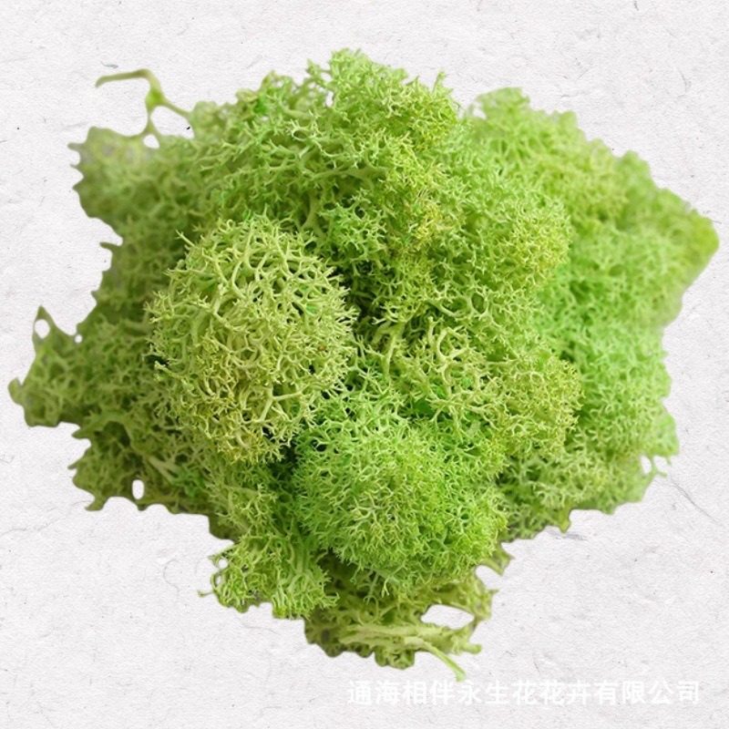 Fruit green·immortal moss