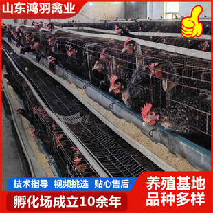 �¾G�����J���u��  �J��������  �GƤ�N��  С���u