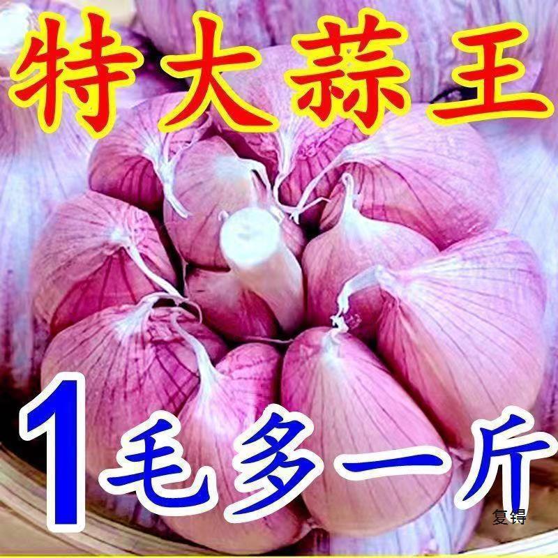 【低价】金乡紫皮大蒜头新干蒜大蒜头干蒜大新鲜大蒜整箱|undefined