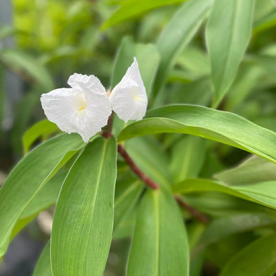 2310 база поставляет белый цветок с закрытым имбиром 1-2 метра