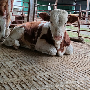 �����m���Ă�Ʒ�N�� �����Sţ �������T����ţ ɽ�|���T�����Bţ