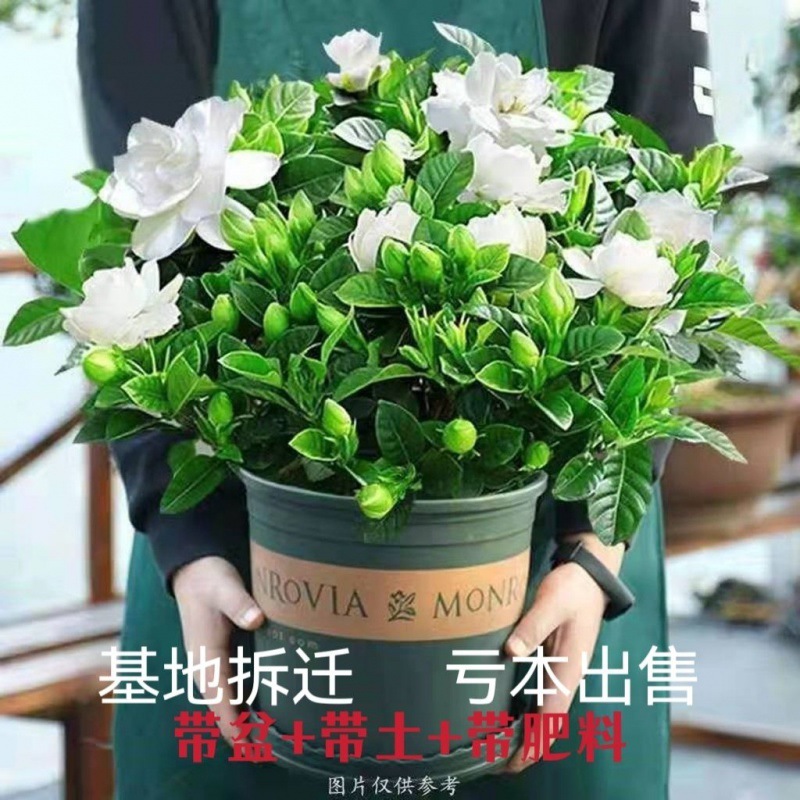 【栀子花带花苞客厅摆放花】栀子花浓香室内绿植花卉大全四季长青