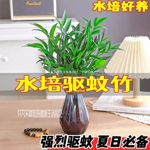 ˮ��������F��ˮ�Bֲ����ؑ����k���҃Ⱥ��B�Gֲ�����՚��ļ�