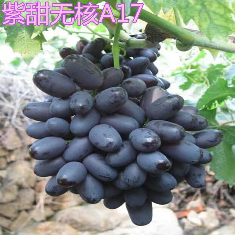 Шаньдун Пинду Высокое Качество Поставки А17 Винограда Бессемянный (Фиолетовый Сладкий Бессемянный) Высокое Качество Винограда Бессемянный Фиолетовый Сладкий Бессемянный Виноград