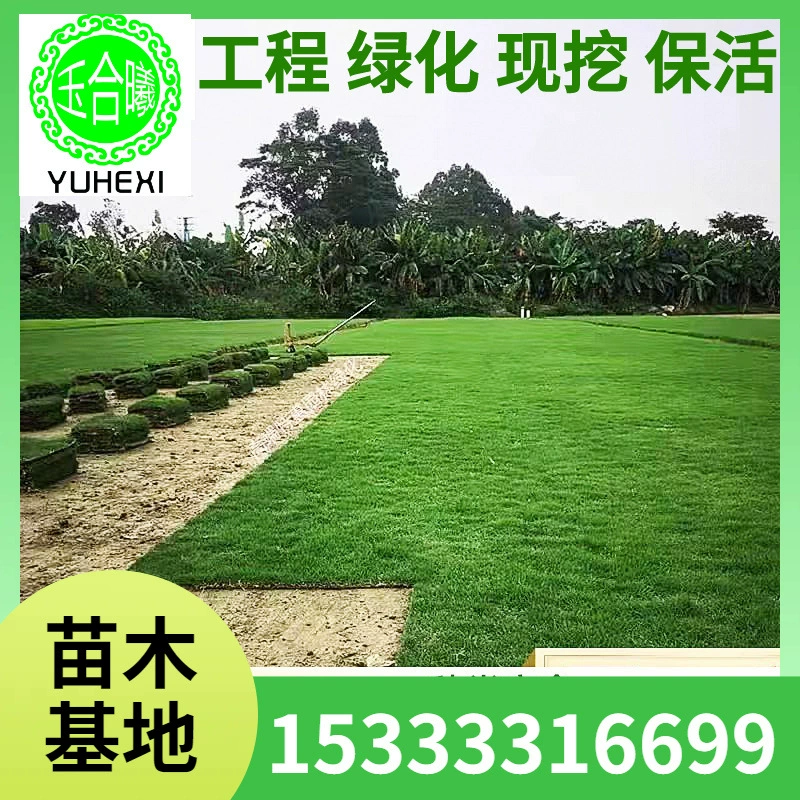 Основа оптовой продажи газонного покрытия Four Seasons Green Lawn с почвой для парков, дворов, инженерных и зеленых зон, рулонный газон для улицы