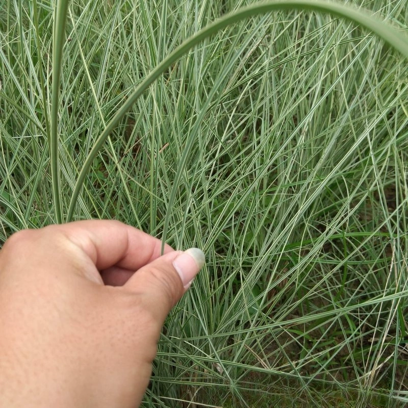 Питомник Оптовая Ченгуан Декоративные Травы Базы Оптом Многолетние Травы