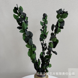 ����õ���~���~Ƭõ�廨֦�l����õ�廨֦�U�Gɫ�L�Udiy�廨����