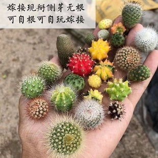 ��ɫ������ح�����������Ƽ޽ӽM�����Զ���ֲ�����ǂ�ѿ