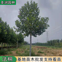 产地供应法桐树苗速生法桐树苗常年出售现挖现卖