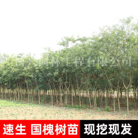 国槐树苗大树绿化速生国槐苗小苗黄金洋槐树行道树庭院道路风景树